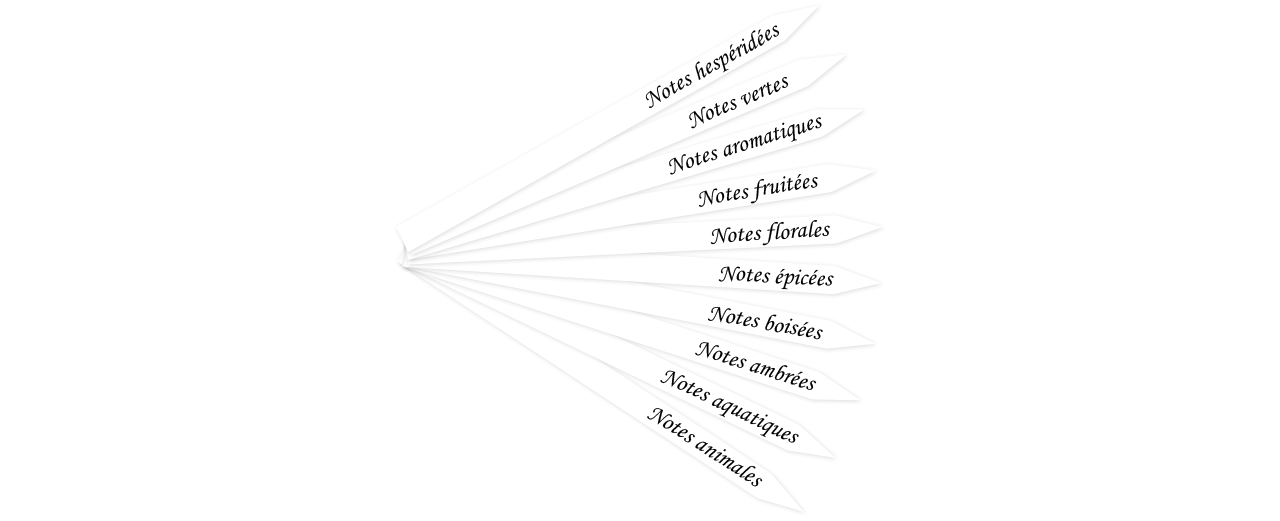 Photo of paper perfume testers