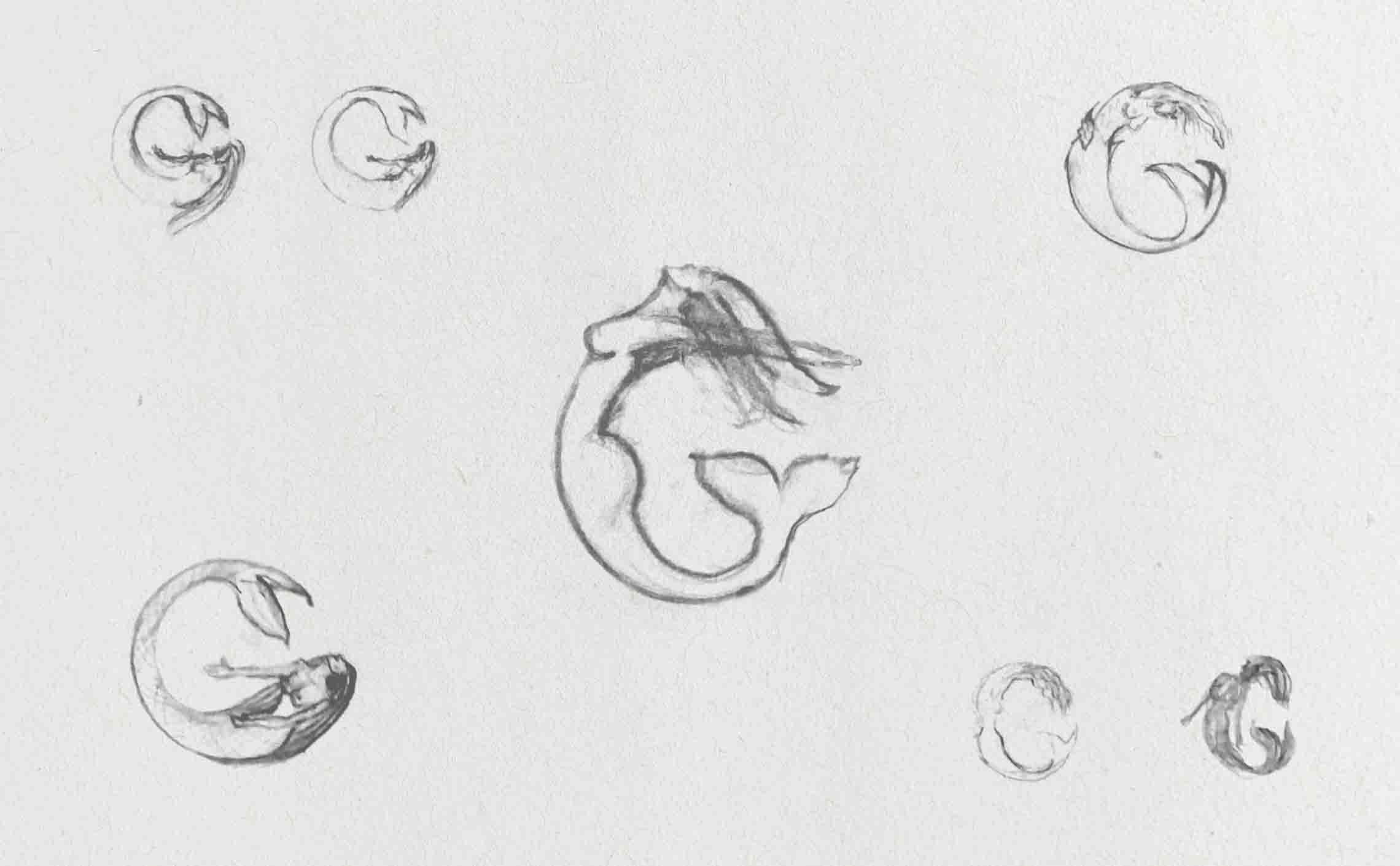 Mermaid Logomark preliminary sketches